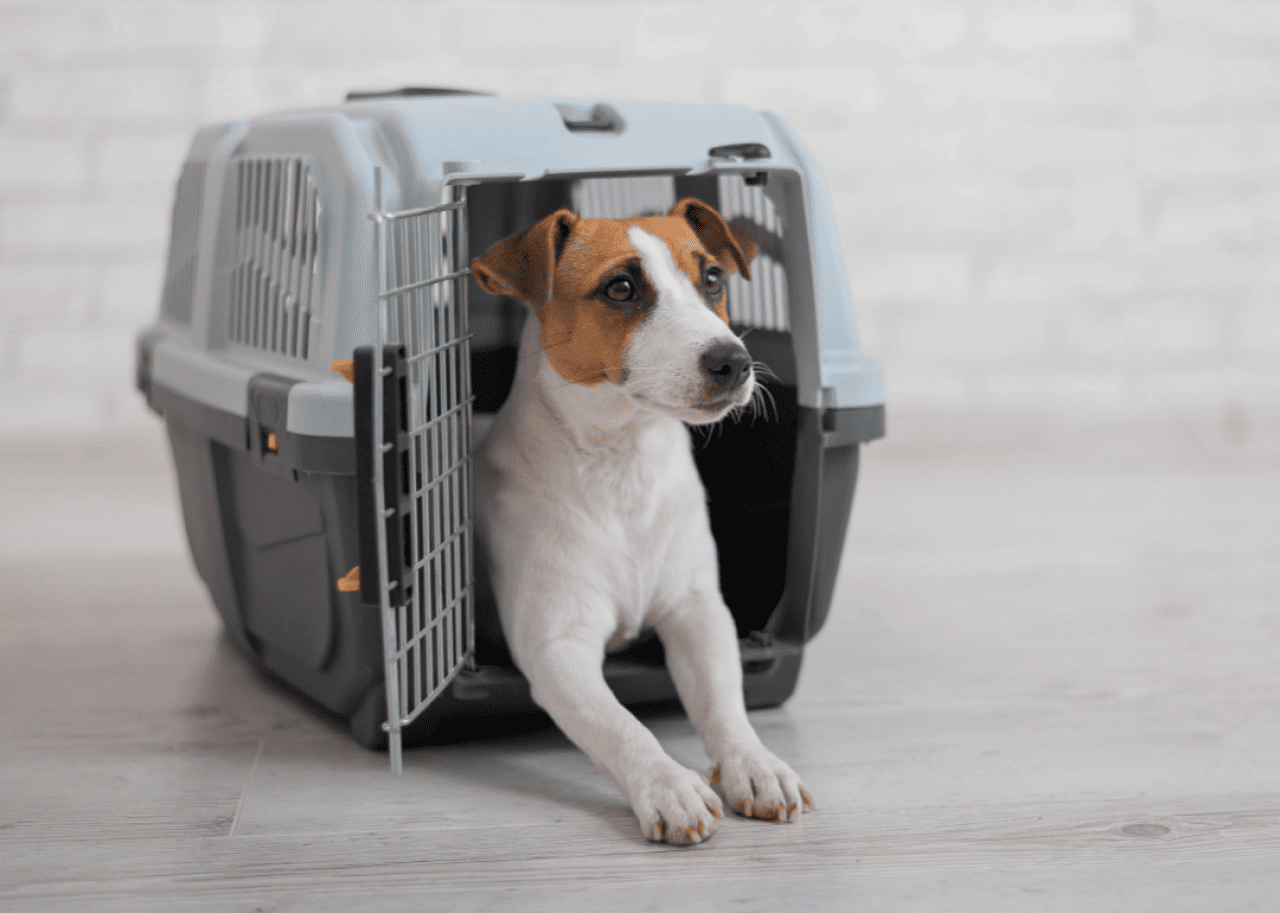 Flying with pets for the holidays? Check pet policies on the largest airlines in the US